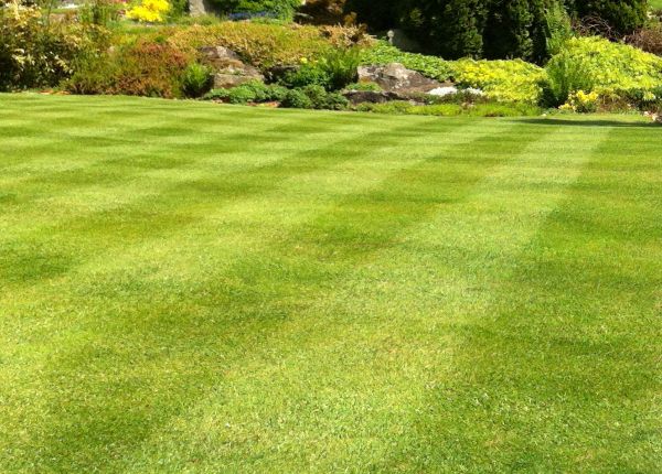 Commercial Grass Cutting in Sebring