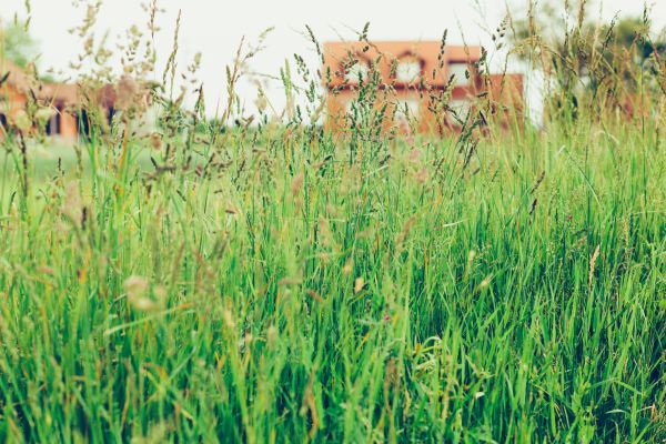 Tall Grass Cutting in Sebring